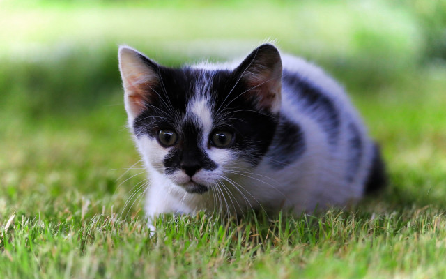 Black white kitten grass sad free wallpaper - medium preview image
