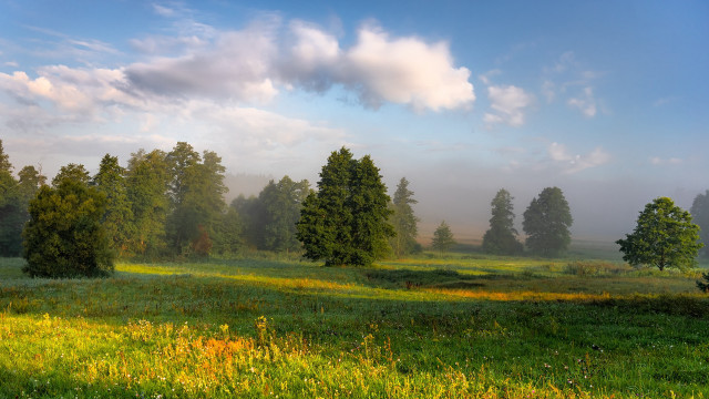 Field trees grass clouds landscape free wallpaper - medium preview image