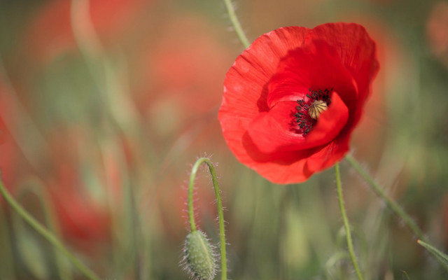 Red flower green grass background free wallpaper - medium preview image
