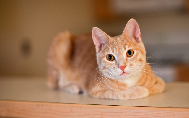 Sad cat table eye blurry free wallpaper - medium preview image