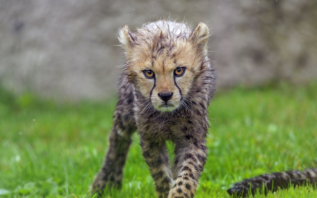 Cheetah cub walking grassy field free wallpaper - medium preview image