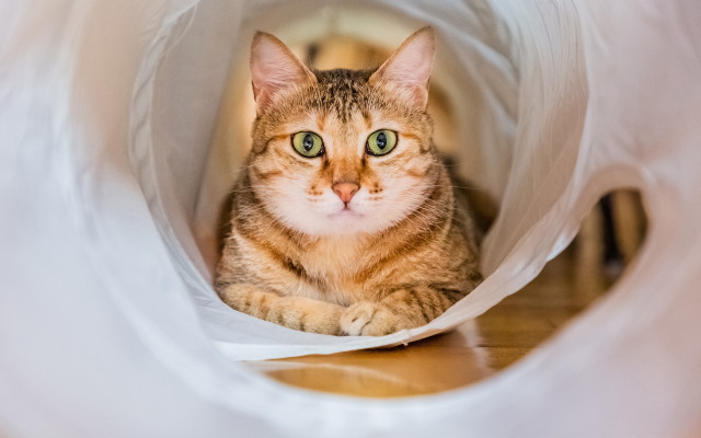 White cat curious bag green free wallpaper - medium preview image