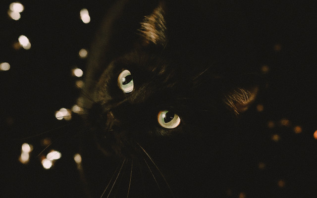 Black cat green eyes blurry #6 free wallpaper - medium preview image