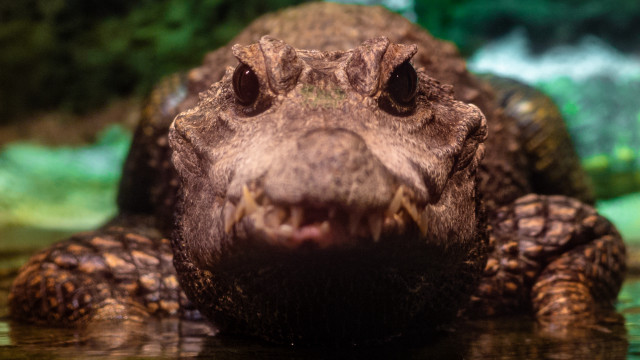 Alligator closeup water green trees free wallpaper - medium preview image