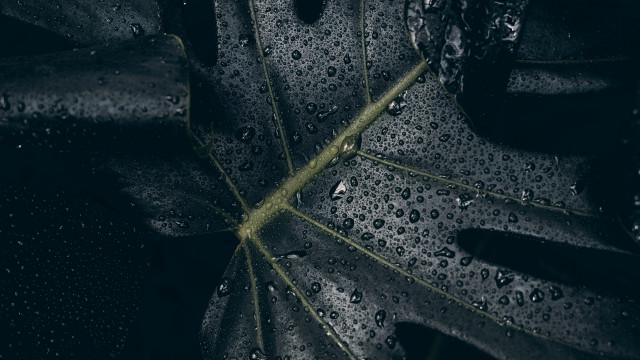 Leaf water droplets green stem free wallpaper - medium preview image