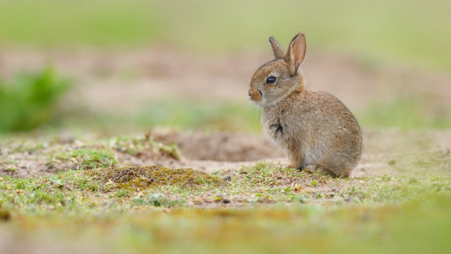 Rabbit grass camera eye arie free wallpaper - medium preview image