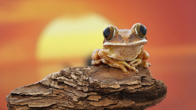 Frog big eyes rock sunset free wallpaper - medium preview image