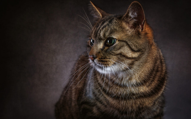 Sad cat blue eyes photorealistic free wallpaper - medium preview image