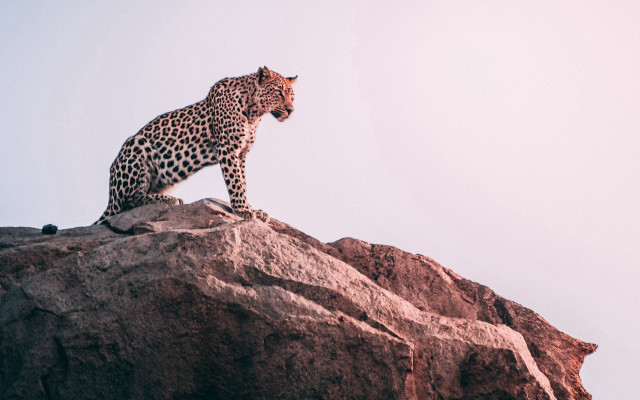 Leopard rock formation sky clouds free wallpaper - medium preview image