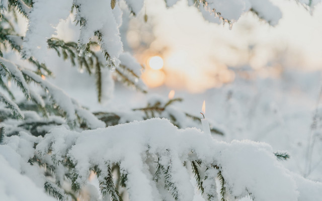 Pine snowy tree sun blurry free wallpaper - medium preview image