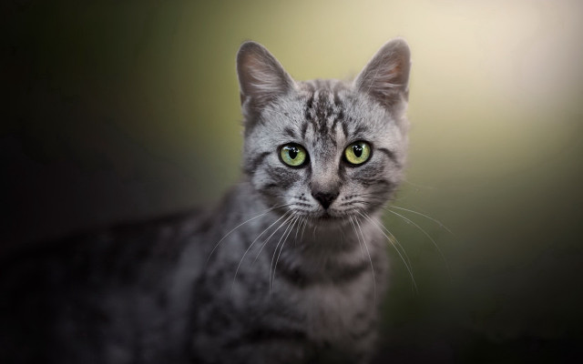 Black cat green eyes portrait #3 free wallpaper for desktop - medium preview image
