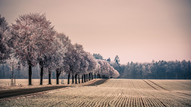 Trees field dirt road winter free wallpaper - medium preview image
