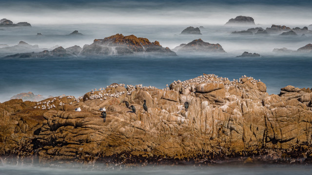 Birds rocks ocean foggy sky free wallpaper - medium preview image