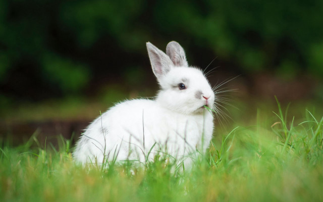 White rabbit sad field blurry free wallpaper - medium preview image