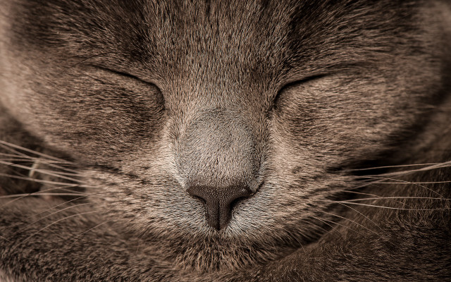 Cat closed eyes macro art free wallpaper - medium preview image