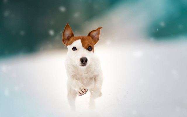 Shiba inu snow run blurry free wallpaper - medium preview image