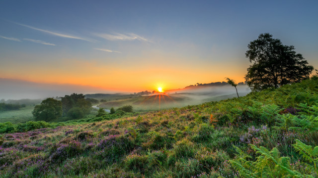 Sunset foggy field tree hill free wallpaper - medium preview image