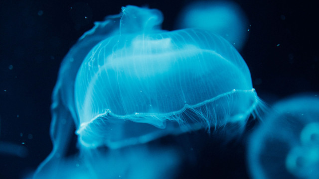 Blue jellyfish biological light aurora free wallpaper - medium preview image