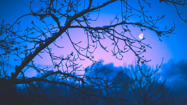 Bare tree moonlight autumn bamboo free wallpaper - medium preview image