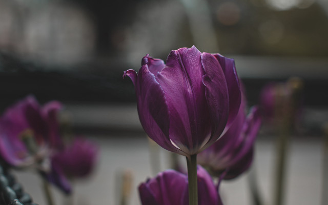 Purple flower closeup blurry background #11 free wallpaper - medium preview image