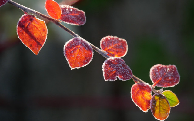 Frosted red leaves branch eco free wallpaper - medium preview image