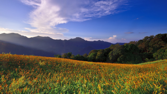 Flower field mountains sky sunset free wallpaper - medium preview image