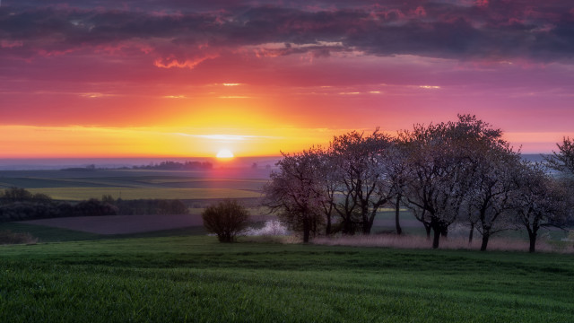 Sunset field trees foggy sky free wallpaper - medium preview image