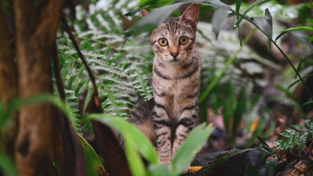 Curious cat forest ferns bokeh free wallpaper - medium preview image