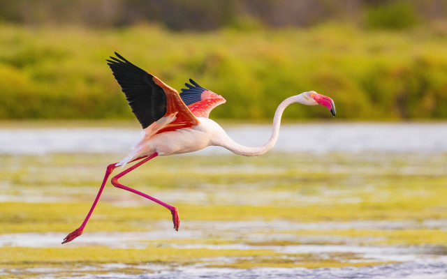 Flamingo flying over water impressionist free wallpaper - medium preview image