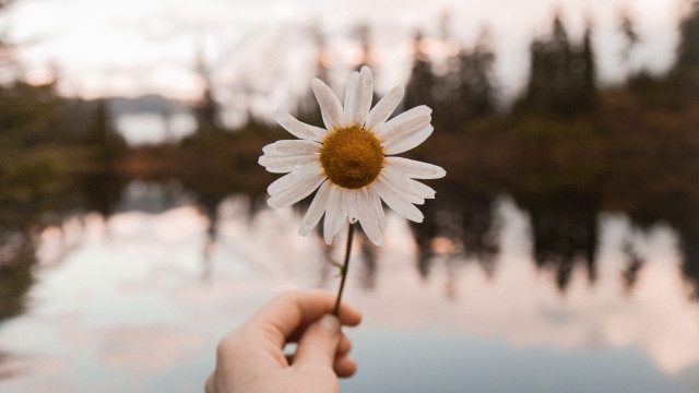 Flower holding lake trees sky free wallpaper - medium preview image