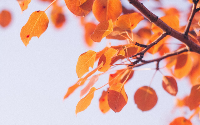 Autumn orange leaves bird blue free wallpaper - medium preview image