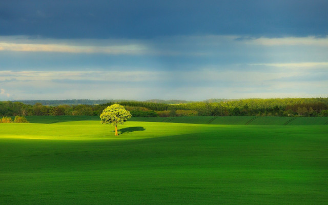 Lone tree green field cloudy #4 free wallpaper - medium preview image