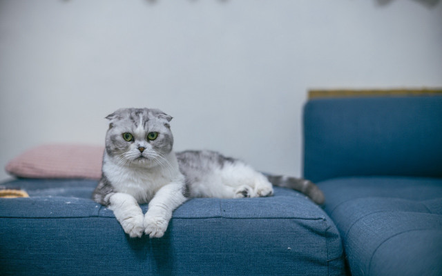 Cat blue couch pink pillow free wallpaper - medium preview image