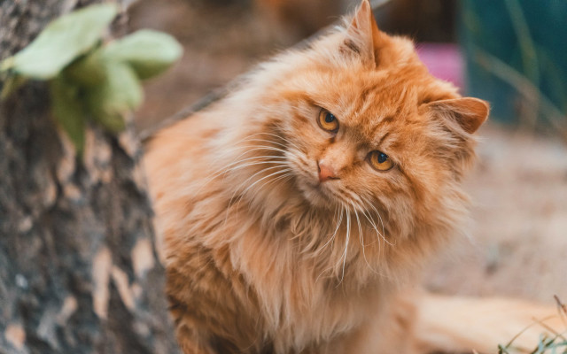 Fluffy orange cat sitting tree free wallpaper - medium preview image