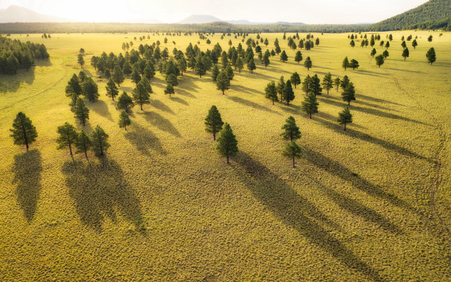 Large field trees sunset mountains free wallpaper - medium preview image