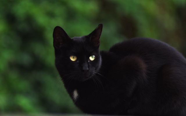 Black cat yellow eyes outdoor #2 free wallpaper - medium preview image