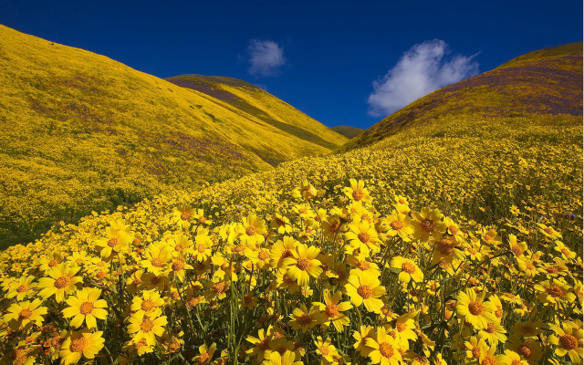 Yellow flower field hills blue free wallpaper - medium preview image