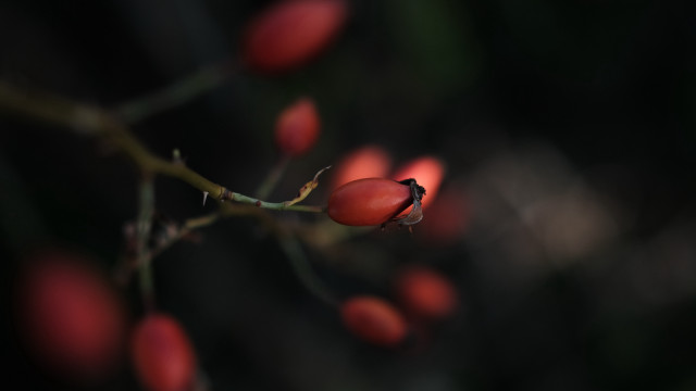 Small red flower branch leaves free wallpaper - medium preview image