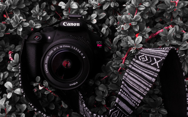 Camera scarf leaves plants macro free wallpaper - medium preview image