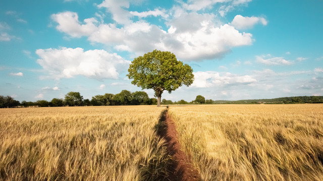Lone tree wheat field blue free wallpaper - medium preview image