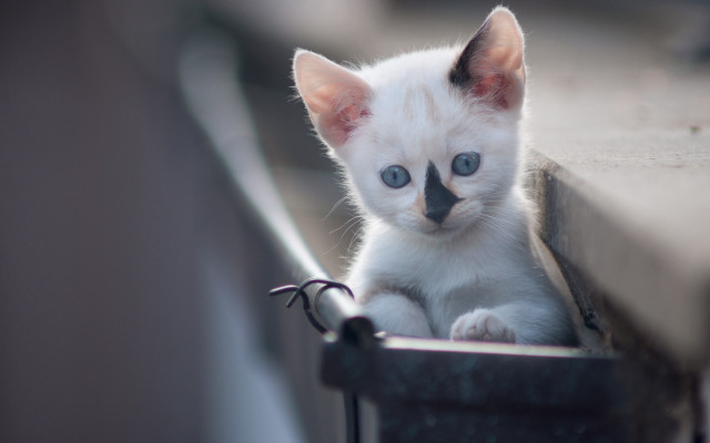 White cat curious blue eyes free wallpaper - medium preview image