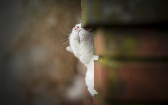 White cat peeking shelf reaching free wallpaper - medium preview image