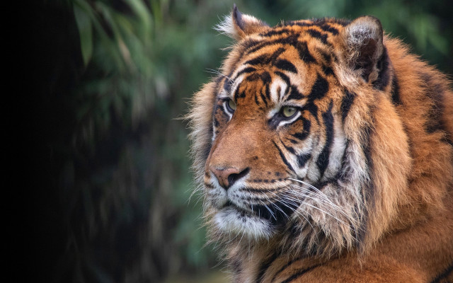 Tiger distant look trees blurry free wallpaper - medium preview image
