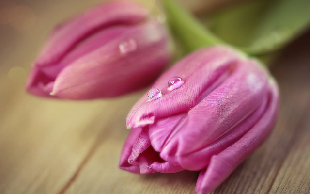 Pink flower water droplets macro #7 free wallpaper - medium preview image