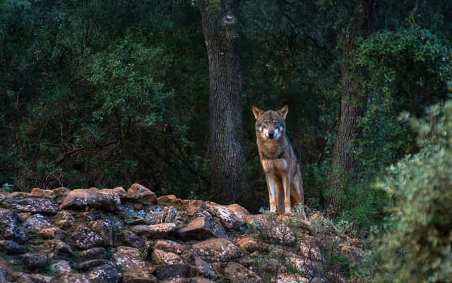 Lone wolf rocky hillside forest free wallpaper - medium preview image