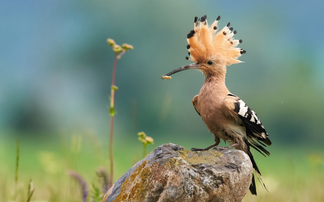 Crowned bird rock grass flowers free wallpaper - medium preview image