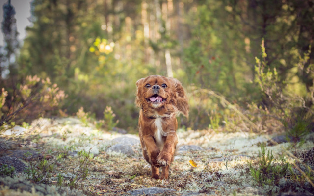 Dog running forest frisbee nature free wallpaper - medium preview image