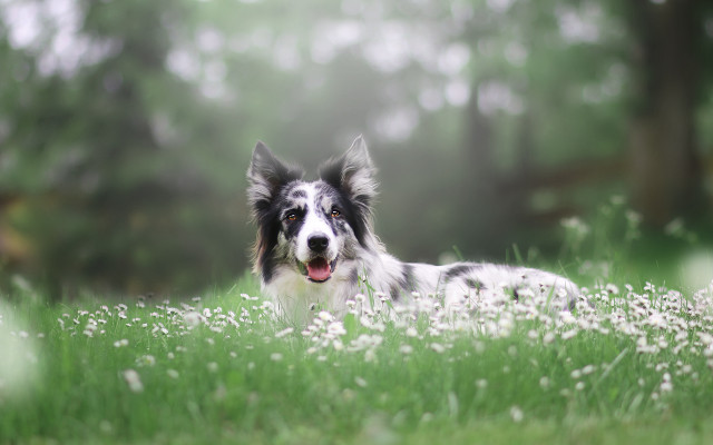 Dog field flower bokeh outdoors free wallpaper - medium preview image