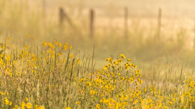 Field fence fog bird autumn free wallpaper - medium preview image
