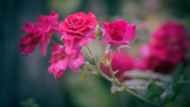 Pink flowers vase table macro free wallpaper - medium preview image